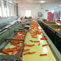 Fábrica directamente suministro de zanahoria fresca